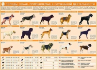 Комплект плакатов "Кинология" - «globural.ru» - Клин