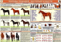 Комплект плакатов "Служебное коневодство" - «globural.ru» - Клин