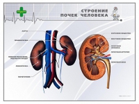 Стенд "Строение почки человека" - «globural.ru» - Клин