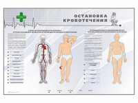 Электрифицированный стенд "Остановка кровотечения" - «globural.ru» - Клин