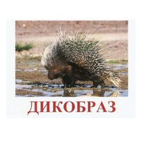 Карточки Домана "Дикие животные-3" - «globural.ru» - Клин