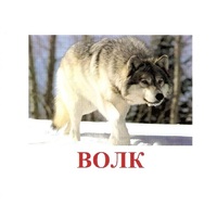 Карточки Домана "Дикие животные-1" - «globural.ru» - Клин