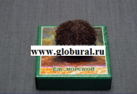 Сухой препарат "Еж морской" - «globural.ru» - Клин