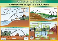 Таблица Круговорот веществ в биосфере 1000*700 винил - «globural.ru» - Клин
