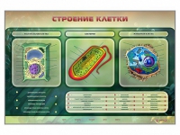 Электрифицированный стенд "Строение клетки" с маркерными полями - «globural.ru» - Клин