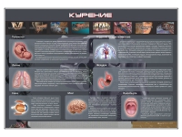 Стенд "Курение" (вариант 1) - «globural.ru» - Клин