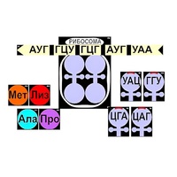 Модель-аппликация "Биосинтез белка" (ламинированная) - «globural.ru» - Клин