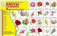 Демонстрационные карточки "Цветы садовые" - «globural.ru» - Клин