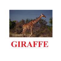 "Wild Animals-1" ("Дикие животные-1") английские карточки Домана - «globural.ru» - Клин