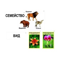 Модель-аппликация "Классификация растений и животных" (ламинированная) - «globural.ru» - Клин