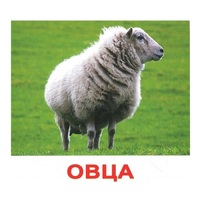 .Карточки Домана "Домашние животные" - «globural.ru» - Клин