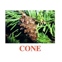 Карточки Домана "Going for a walk-2" ("На прогулке-2") на английском языке - «globural.ru» - Клин