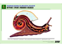 Рельефная таблица "Внутреннее строение брюхоногого моллюска" (формат А1, матовое ламинир.) - «globural.ru» - Клин