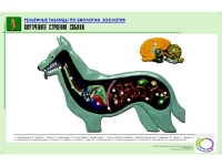 Рельефная таблица "Внутреннее строение собаки" (формат А1, матовое ламинир.) - «globural.ru» - Клин