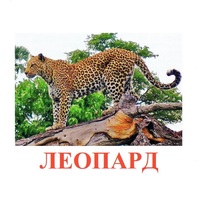 Карточки Домана "Дикие животные-2" - «globural.ru» - Клин