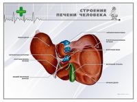 Стенд "Строение печени человека" - «globural.ru» - Клин