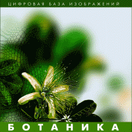 Ботаника. (Цифровая база изображений) - «globural.ru» - Клин