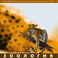 Зоология. (Цифровая база изображений) - «globural.ru» - Клин