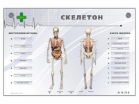 Электрифицированный стенд-тренажер "Скелетон" - «globural.ru» - Клин