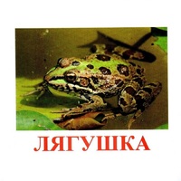 Карточки Домана "Амфибии и рептилии" - «globural.ru» - Клин