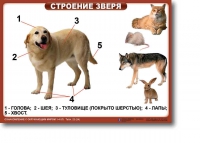 Ознакомление с окружающим миром. 1-4 класс. Комплект таблиц. Наглядные пособия для начальной школы, учебные пособия - «globural.ru» - Клин