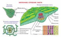 Плакаты и таблицы по биологии - «globural.ru» - Клин