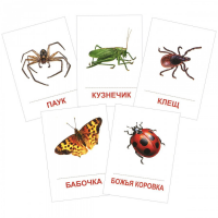 Раздаточные карточки "Насекомые" - «globural.ru» - Клин