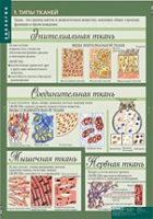 Биология 8-9 класс. Человек. (комплект таблиц) - «globural.ru» - Клин