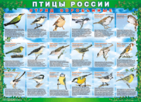 Таблица Птицы России из  4 листов в комплекте 1000*1400 винил	 - «globural.ru» - Клин