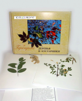 Гербарий Деревья и кустарники (20 видов) - «globural.ru» - Клин