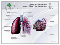Стенд "Дыхательная система человека" - «globural.ru» - Клин