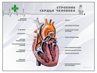 Стенд "Строение сердца человека" - «globural.ru» - Клин