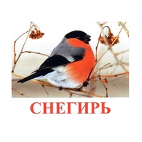 Карточки Домана "Птицы-1" - «globural.ru» - Клин