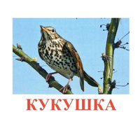 Карточки Домана "Птицы-3" - «globural.ru» - Клин