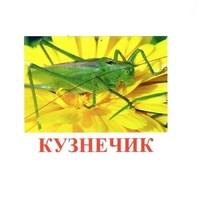 Карточки Домана "Насекомые" - «globural.ru» - Клин