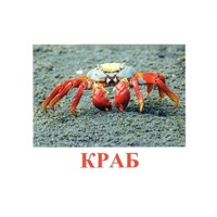 Карточки Домана "Подводный мир" - «globural.ru» - Клин
