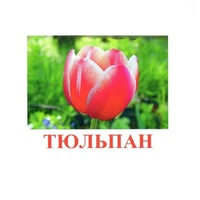 Карточки Домана "Цветы-1" - «globural.ru» - Клин