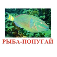 Карточки Домана "Рыбы" - «globural.ru» - Клин