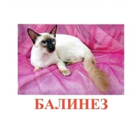 Карточки Домана "Породы кошек" - «globural.ru» - Клин