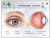 Интерактивный стенд "Строение глаза" - «globural.ru» - Клин