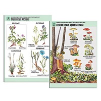 Комплект таблиц для начальной школы "Окружающий мир. Грибы. Растительный мир" - «globural.ru» - Клин