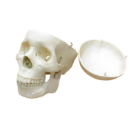 Модель "Череп человека" - «globural.ru» - Клин