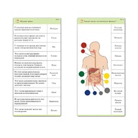 Комплект карточек (10) "Обучающий калейдоскоп. Человек" - «globural.ru» - Клин