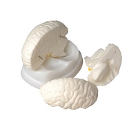 Модель мозга в разрезе - «globural.ru» - Клин