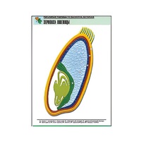 Рельефная таблица "Зерновка пшеницы" (формат А1, матовое ламинир.) - «globural.ru» - Клин