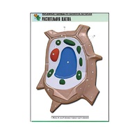 Рельефная таблица "Растительная клетка" (формат А1, матовое ламинир.) - «globural.ru» - Клин