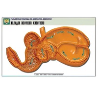 Рельефная таблица "Желудок жвачного животного" (формат А1, матовое ламинир.) - «globural.ru» - Клин
