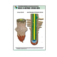 Рельефная таблица "Внешнее и внутреннее строение корня" (формат А1, матовое ламинир.) - «globural.ru» - Клин