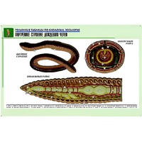 Рельефная таблица "Внутреннее строение дождевого червя" (формат А1, матовое ламинир.) - «globural.ru» - Клин