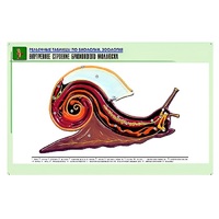 Рельефная таблица "Внутреннее строение брюхоногого моллюска" (формат А1, матовое ламинир.) - «globural.ru» - Клин